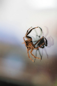 莫克罗拍摄的跳跃蜘蛛。在我家，2018年1月7日。