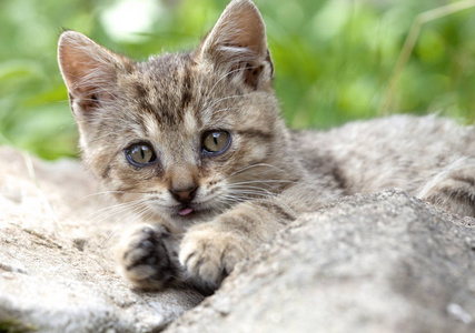 小猫躺在特写