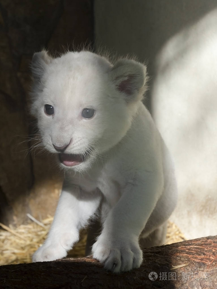 南非白狮幼崽