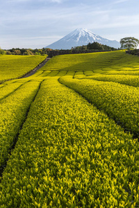 静冈县的茶场和富士山图片