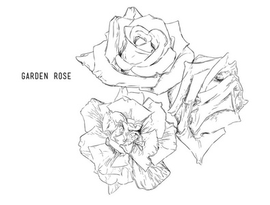 矢量图集合设置的多彩多姿的玫瑰