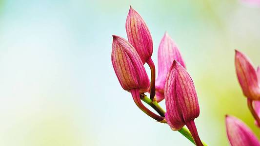 泰国粉红色兰花美丽的花园