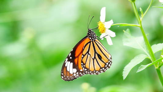 泰国蝴蝶牧场花卉昆虫户外自然