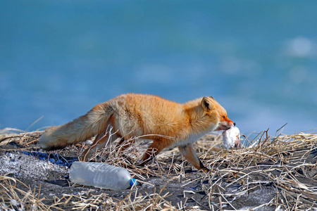 红狐与捕鸟和垃圾塑料瓶。 来自自然的野生动物场景。 寒冷的冬天和美丽的狐狸在一起。 橙色皮毛动物在雪地里有雾。 冬季草地与红狐冷