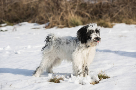 喜湿喜湿的藏犬小狗站在雪地里，选择性专注