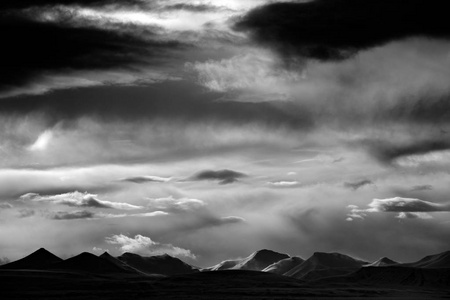 黑色的冬季萝卜图片