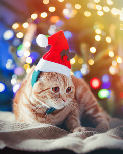 圣诞节时的小猫咪在服装图片