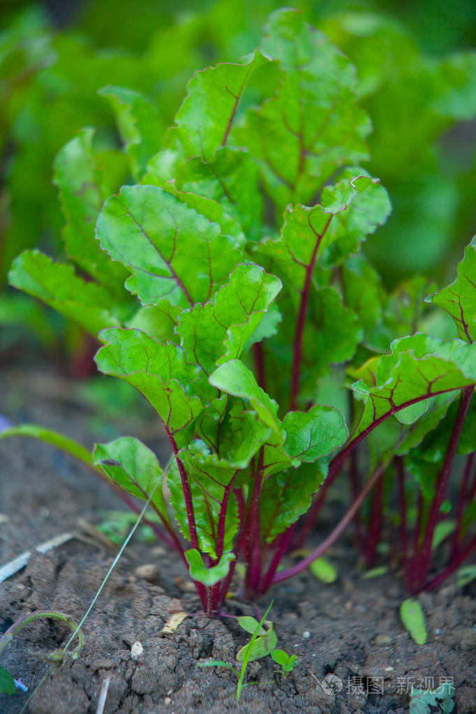 村地里新鲜甜菜芽