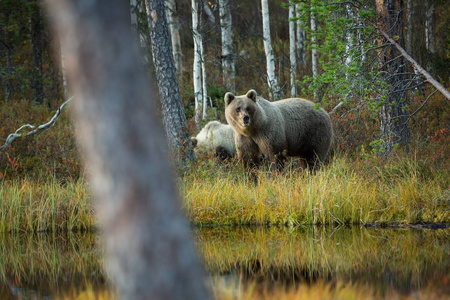 乌苏阿克托斯。 棕熊是欧洲最大的捕食者。 他住在欧洲亚洲和北美。 芬兰的野生动物。 在芬兰卡雷利亚拍摄。 美丽的图画。 从熊