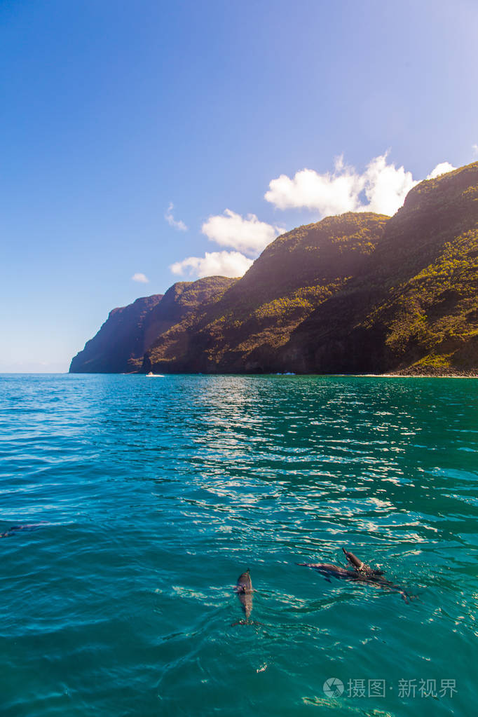 自然栖息地的海洋动物.