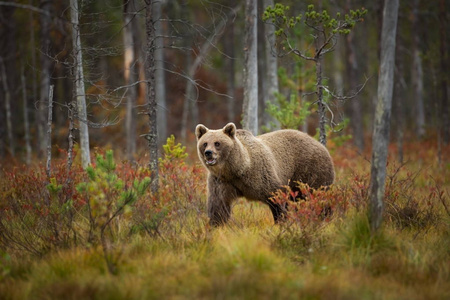 乌苏阿克托斯。 棕熊是欧洲最大的捕食者。 他住在欧洲亚洲和北美。 芬兰的野生动物。 在芬兰卡雷利亚拍摄。 美丽的图画。 从熊