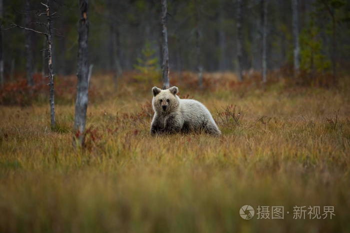 乌苏阿克托斯。 棕熊是欧洲最大的捕食者。 他住在欧洲亚洲和北美。 芬兰的野生动物。 在芬兰卡雷利亚拍摄。 美丽的图画。 从熊