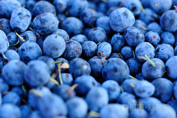 成熟采摘的新鲜蓝色浆果的特写