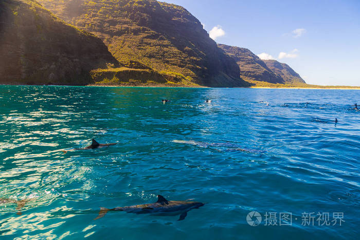 美丽的海豚在夏威夷岛附近的纳帕利悬崖边游泳夏威夷太平洋野生动物