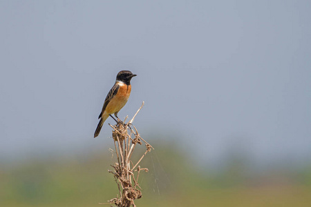 美丽的男性东部 Stonechat