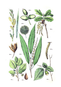 s Naturlichem pflanzensystem 1884