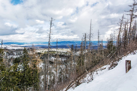 高 Tatras 山天然灾害后的云杉林