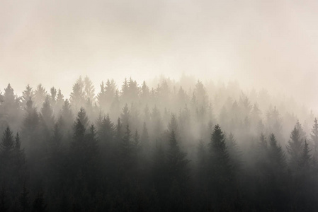 松树林。 潮湿山区薄雾晨景。