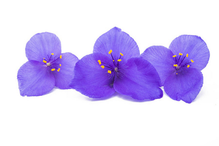 紫花隔离