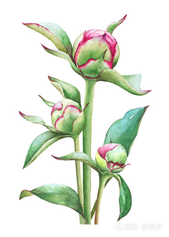 水彩插画三朵牡丹花蕾