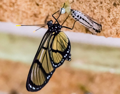 斑点 Glasswing 蝶新出现的 cacoon