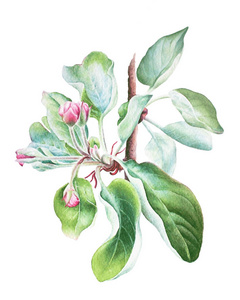 水彩手画植物插图盛开的苹果树枝与粉红色的花蕾隔离在白色的背景。