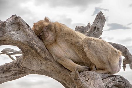 生活在岩石高地的直布罗陀猴子