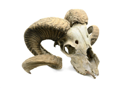 绵羊头骨在白色隔绝的背景图片