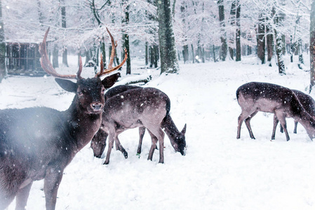 小鹿冬季野生动物景观