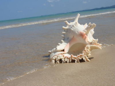 哈洛拉克沙滩上的贝壳