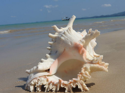 哈洛拉克沙滩上的贝壳