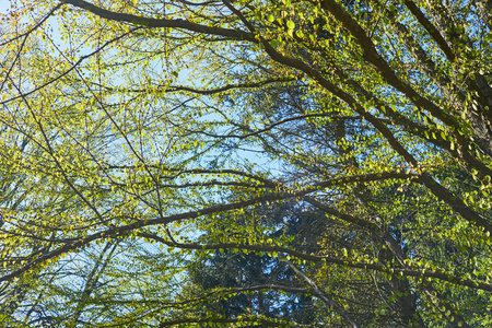 阳光明媚的一天，看到一丛丛绿叶子的树