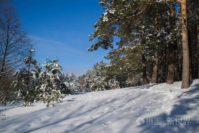 普莱扎切沃村，齐托米尔地区，乌克兰。 冬季景观。 雪面。 冬季针叶林。 阳光明媚的霜天。 树上的雪。 一个美丽的冬日。 冬季背景
