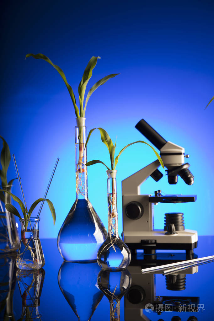 生物技术和花卉科学主题在实验室里试验菌群蓝色背景