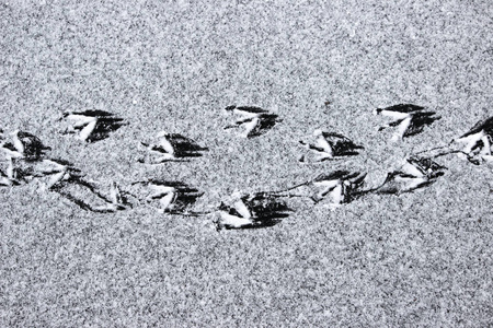 冰湖里的鸭子鸭子的脚印在湖面上覆盖着一层薄薄的冰雪照片