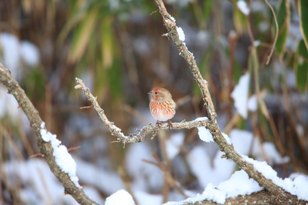 s rosefinch Carpodacus roseus in Japan