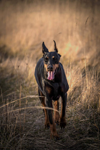 雌性Dobermanpiners狗遛户外选择性聚焦