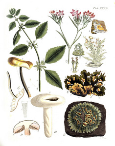 植物的插图。 特尼博塔尼尼