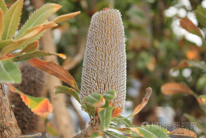 芭蕉花和种子澳大利亚树