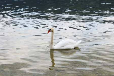 Lac de Joux34