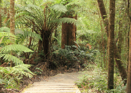澳大利亚维多利亚州的雨林