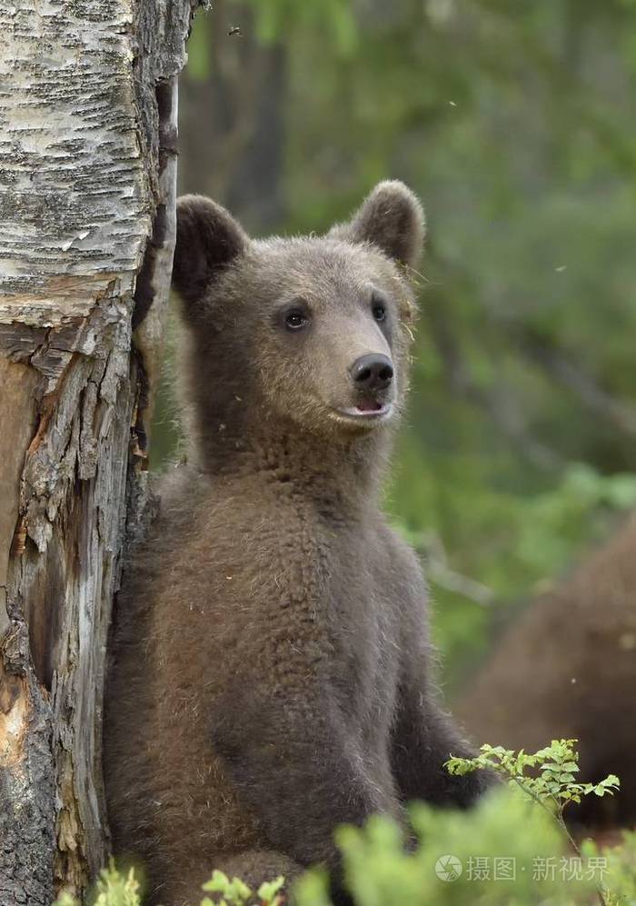 春季森林中的棕熊ursusarctos自然栖息地