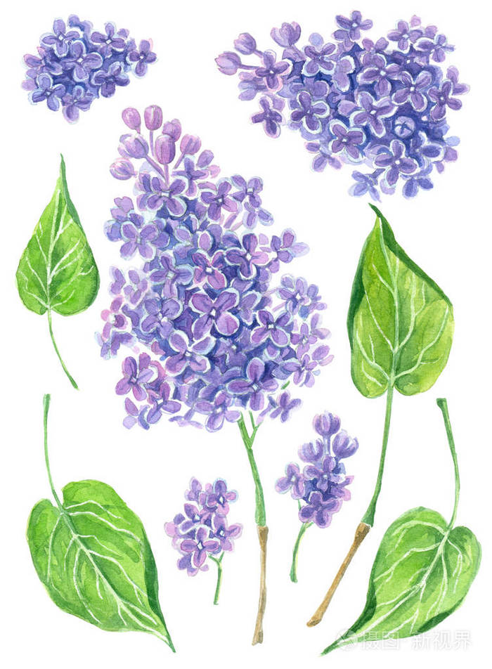 集水彩丁香花