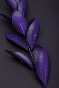 黑色叶子上有美丽的紫色树枝