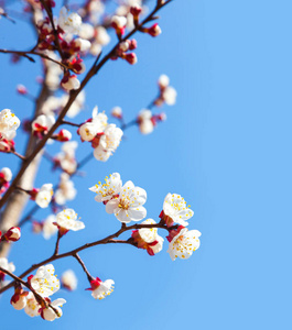 樱桃树花蓝天