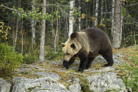 欧洲北欧典型森林中的棕熊乌苏