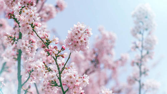 春天樱花盛开。春季背景, 樱花季节在韩国。软焦点