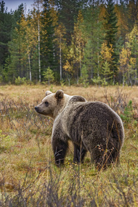 欧洲北欧典型森林中的棕熊乌苏