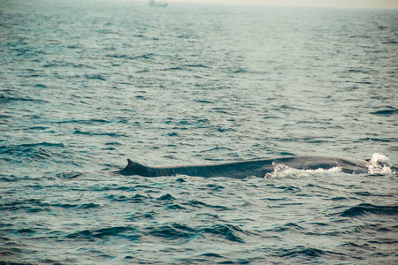 一条野生蓝鲸在印度洋游泳。野生动物自然背景。文本的空间。探险旅游。旅游。斯里兰卡米里萨探索, 探险的概念。探索世界