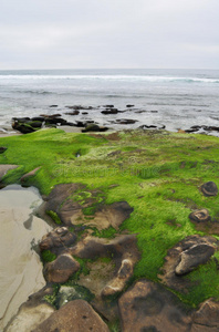 绿色苔藓圣迭戈拉霍拉岩石海岸